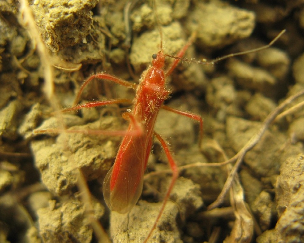 Reduviidae nuovo per N-Italia: Polytoxus sanguineus